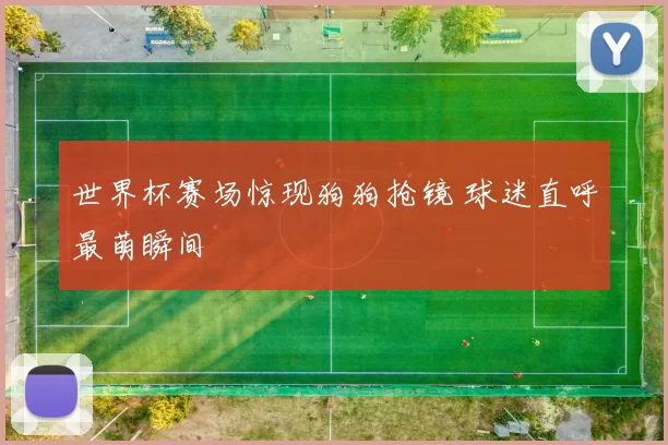 世界杯赛场惊现狗狗抢镜 球迷直呼最萌瞬间