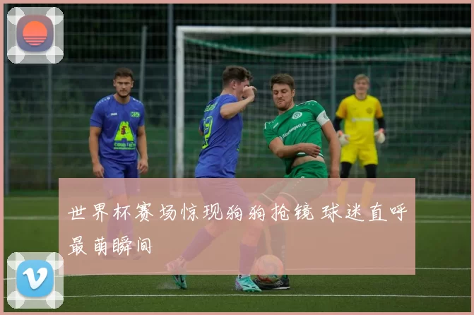 世界杯赛场惊现狗狗抢镜 球迷直呼最萌瞬间